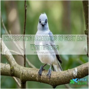 Interesting Behaviors of Grey and White Birds