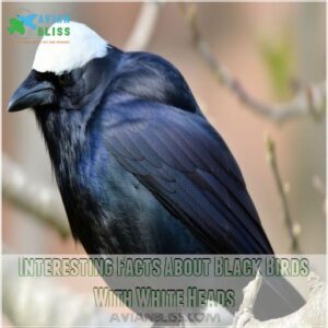 Interesting Facts About Black Birds With White Heads