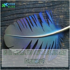 Is It Legal to Own a Blue Jay Feather