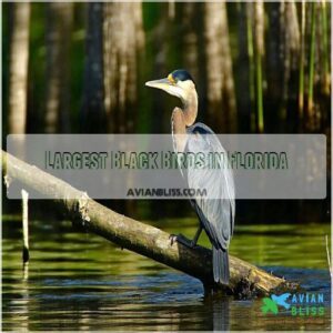 Largest Black Birds in Florida