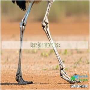 Leg Structure