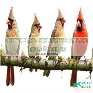 Lifecycle and Development: Male and Female Cardinals