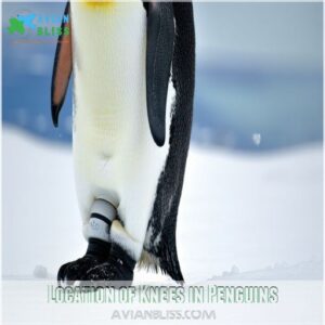 Location of Knees in Penguins