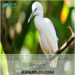 Locations to See White Birds in Hawaii