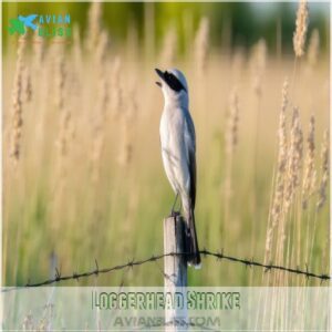 Loggerhead Shrike