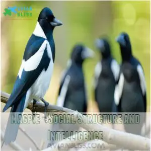 Magpie - Social Structure and Intelligence