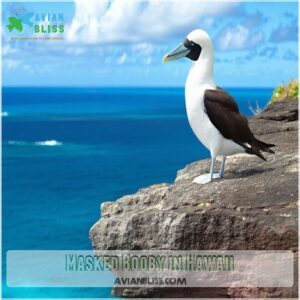 Masked Booby in Hawaii