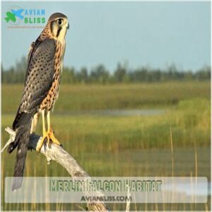 Merlin Falcon Habitat