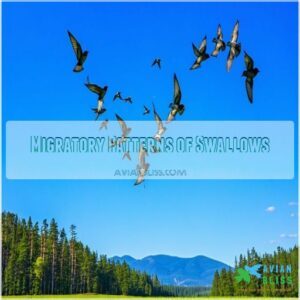 Migratory Patterns of Swallows