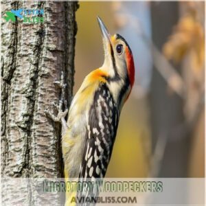 Migratory Woodpeckers