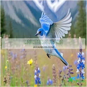 Mountain Bluebird