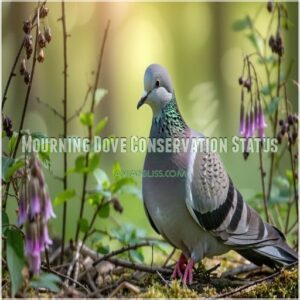 Mourning Dove Conservation Status