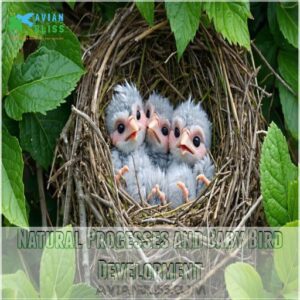 Natural Processes and Baby Bird Development