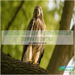 north carolina birds of prey