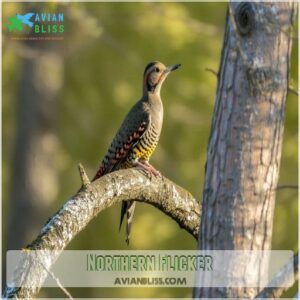 Northern Flicker