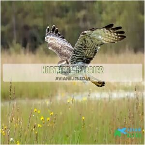 Northern Harrier