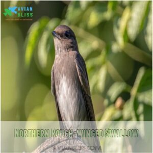 Northern Rough-winged Swallow