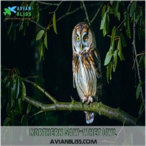 Northern Saw-Whet Owl