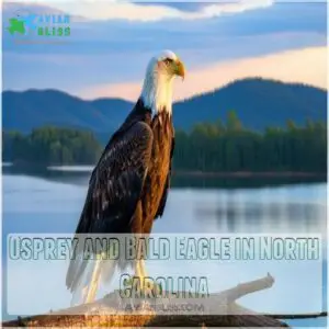 Osprey and Bald Eagle in North Carolina