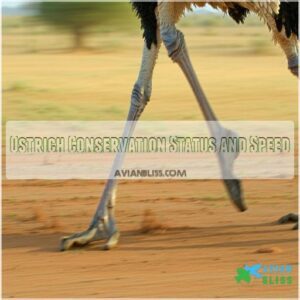 Ostrich Conservation Status and Speed