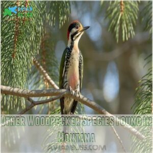 Other Woodpecker Species Found in Montana