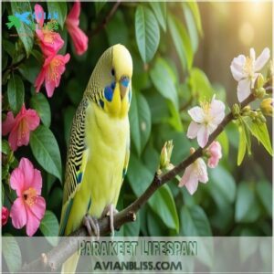 Parakeet Lifespan