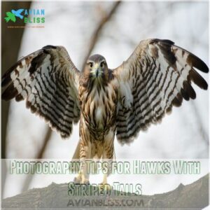 Photography Tips for Hawks With Striped Tails