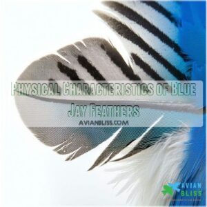 Physical Characteristics of Blue Jay Feathers