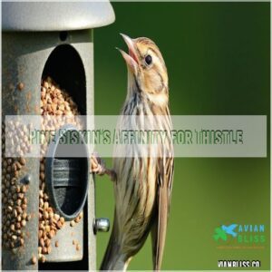 Pine Siskin