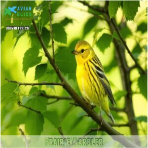 Prairie Warbler