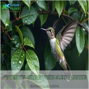 Protecting Hummingbird Sleep Habitats