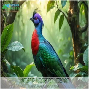 Purple-Crested Turaco