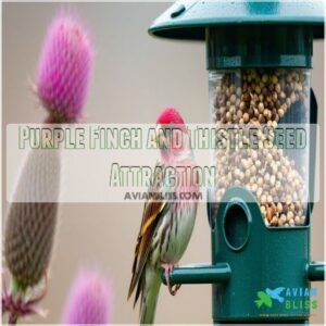 Purple Finch and Thistle Seed Attraction