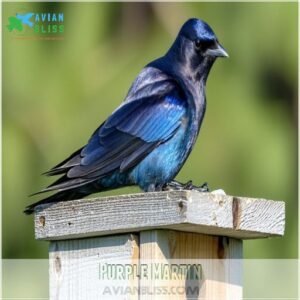 Purple Martin