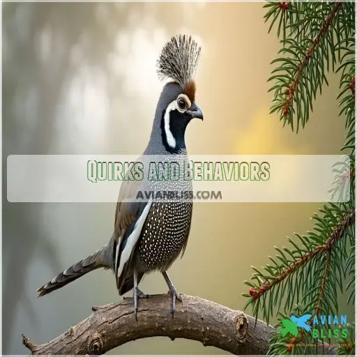 The Captivating California Quail: Official State Bird Revealed