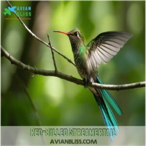 Red-Billed Streamertail