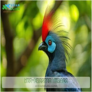 Red-Crested Turaco