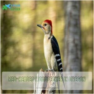 Red-headed Woodpecker in Oregon