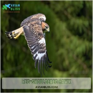 Red-shouldered Hawk