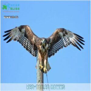 Red-tailed Hawks