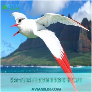 Red-tailed Tropicbirds in Hawaii