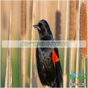 Red-winged Blackbird