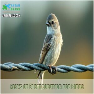 Risks of Electrocution for Birds