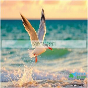 Royal Tern