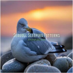 Seagull Sleeping Patterns