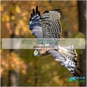 Sharp-shinned Hawk