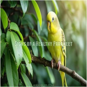 Signs of a Healthy Parakeet