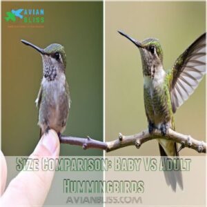 Size Comparison: Baby Vs Adult Hummingbirds