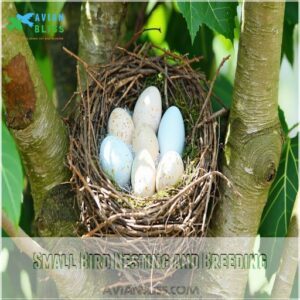 Small Bird Nesting and Breeding