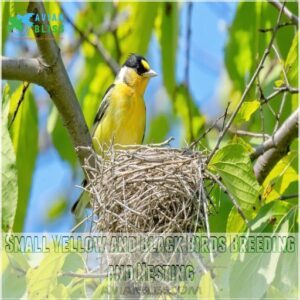 Small Yellow and Black Birds Breeding and Nesting